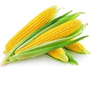 Dây chuyền thiết bị sấy, chế biến ngô giống