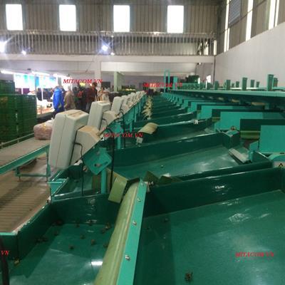 Hệ thống máy rửa và phân loại trái cây, Dưa chuột, Cà rốt...